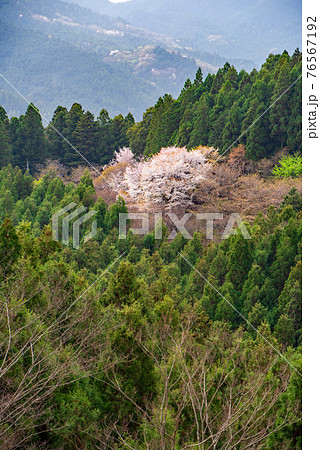 里山の春を彩る 山桜 慈光寺参道からの景色 里山の春を彩る 山桜 慈光寺参道からの景色 76567192