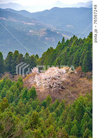 里山の春を彩る　山桜　慈光寺参道からの景色　　　　　 76567249