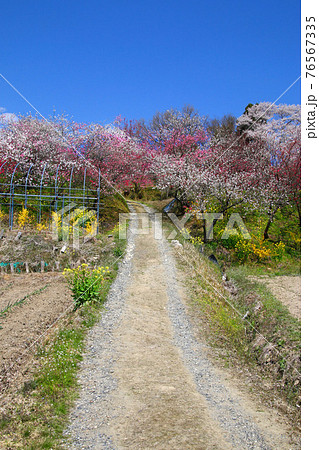 紅枝垂地蔵ザクラ付近の桜(福島県・郡山市) 紅枝垂地蔵ザクラ付近の桜(福島県・郡山市) 76567335
