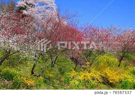 紅枝垂地蔵ザクラ付近の桜（福島県・郡山市） 76567337