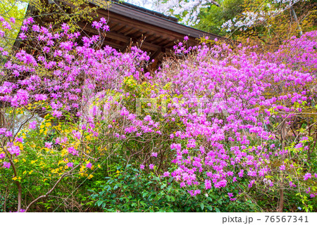 里山の春を彩る　慈光寺参道　　　　　 76567341