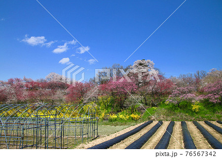 紅枝垂地蔵ザクラ付近の桜（福島県・郡山市） 76567342