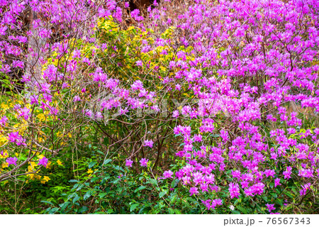 里山の春を彩る　慈光寺参道　　　　　 76567343