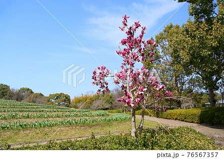 モクレンの花 モクレンの花 76567357