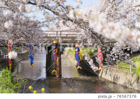 岩倉市　五条川　鯉のぼり 76567376