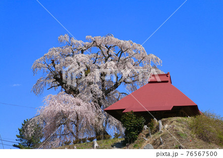 山田の天王桜(福島県・田村市) 山田の天王桜(福島県・田村市) 76567500