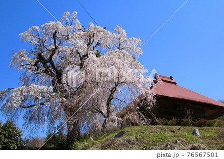 山田の天王桜（福島県・田村市） 76567501