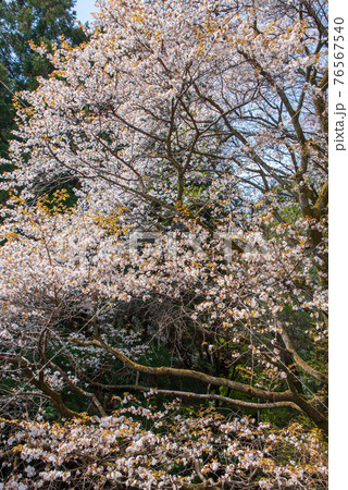 里山の春を彩る　山桜　慈光寺　　　　　 76567540