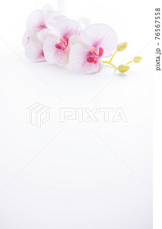 背景用　ピンクの胡蝶蘭 76567558