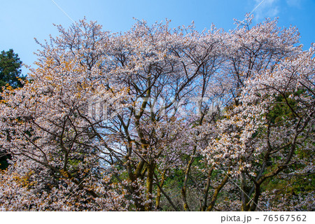 里山の春を彩る　山桜　慈光寺　　　　　 76567562