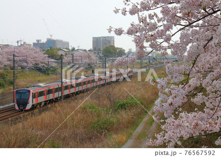 千葉県白井市付近北総線を通る都営地下鉄浅草線の新型車両5500形電車と満開のさくら 76567592