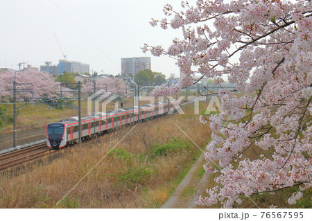 千葉県白井市付近北総線を通る都営地下鉄浅草線の新型車両5500形電車と満開のさくら 76567595