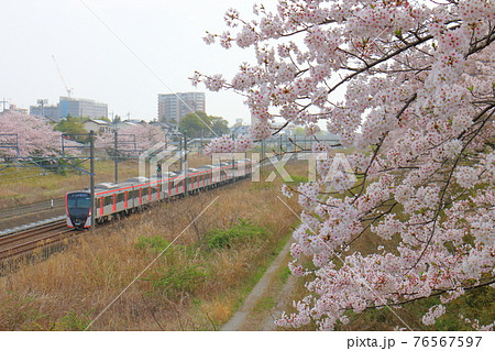 千葉県白井市付近北総線を通る都営地下鉄浅草線の新型車両5500形電車と満開のさくら 76567597