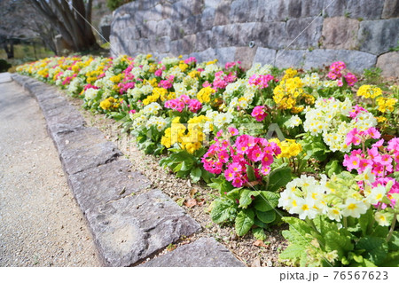 プリムラの花 76567623