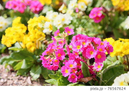 プリムラの花 76567624