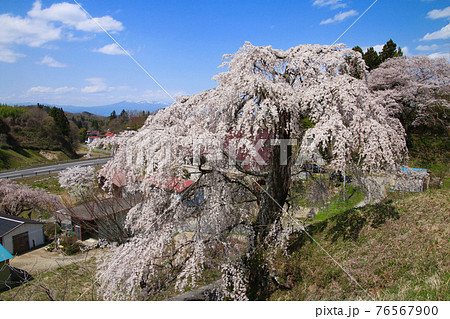壁須のしだれ桜（福島県・田村市） 76567900