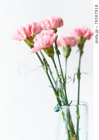 グラスの花瓶に生けたカーネーションの写真素材