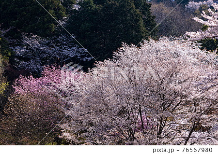 桜 満開 ソメイヨシノ さくらと桃の花 桜 満開 ソメイヨシノ さくらと桃の花 76567980