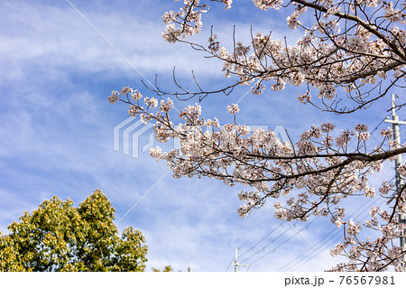 桜　満開　ソメイヨシノ　街中のさくら 76567981