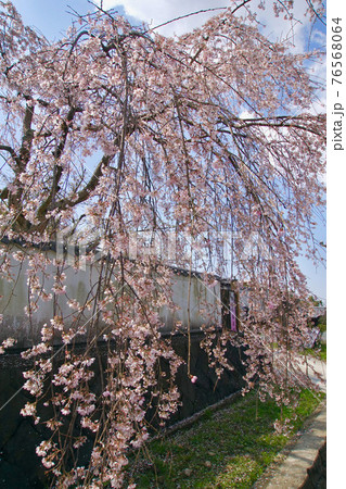 満開のシダレザクラ 根来寺 興教大師御茶毘所 菩提院 和歌山県岩出市 満開のシダレザクラ 根来寺 興教大師御茶毘所 菩提院 和歌山県岩出市 76568064