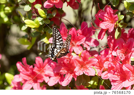 赤いツツジの花の蜜を吸うアゲハ蝶の写真素材