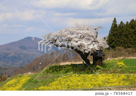 小沢の桜（福島県・田村市） 76568417