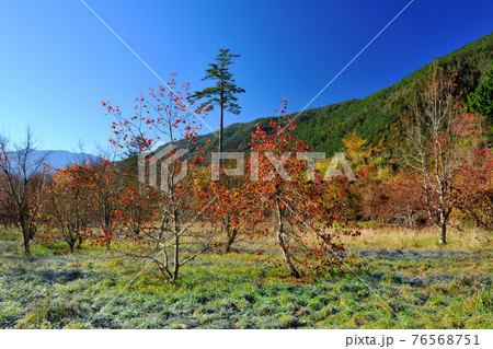 台湾 花 フラワー 76568751