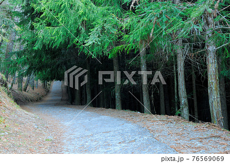 台湾 林 森 76569069