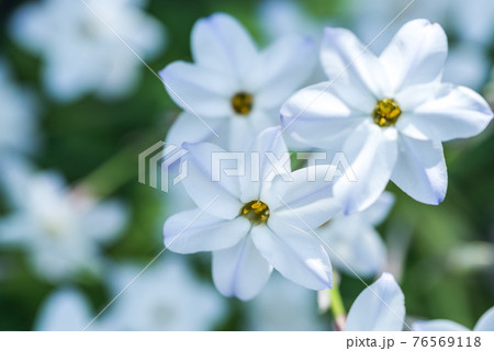 ハナニラアップ 76569118