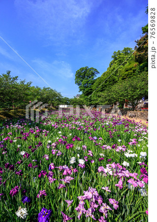 花菖蒲　長崎県大村市大村公園 76569828