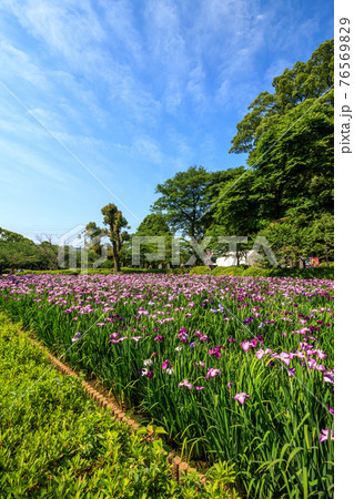 花菖蒲　長崎県大村市大村公園 76569829