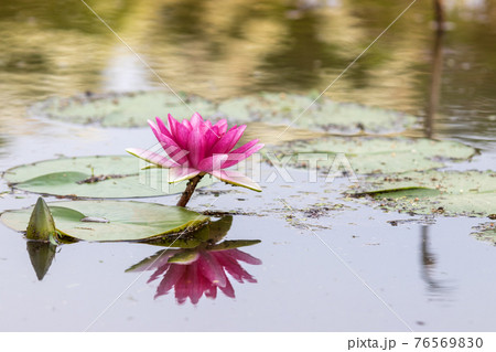 睡蓮の花 76569830