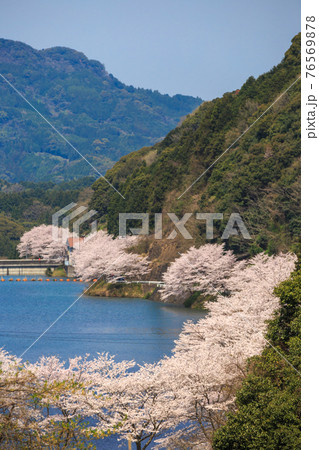 桜の花 春のイメージ 桜の花 春のイメージ 76569878
