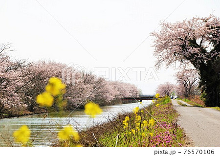 滋賀県長浜市丁野木川の桜並木 76570106