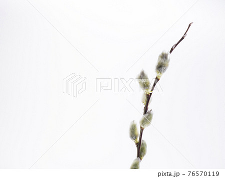 猫柳 猫柳 76570119