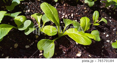 小松菜がそこそこ大きく育つ 76570184