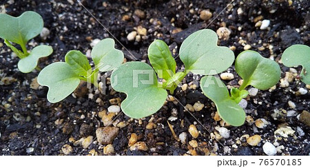 小松菜の本葉が出てきました 76570185