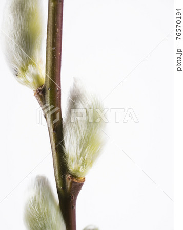 猫柳 猫柳 76570194