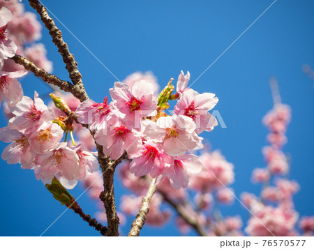 紫雲出山の桜_1 76570577