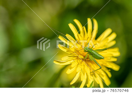 ヤブキリ幼虫 76570746