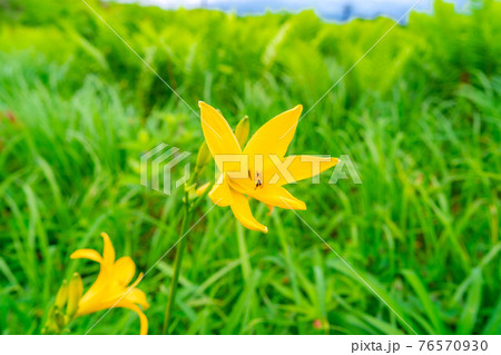 白馬五竜高山植物園のニッコウキスゲ　【長野県】 76570930