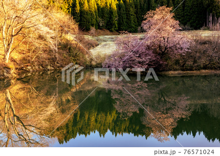 沼ノ平の鏡桜 沼ノ平の鏡桜 76571024