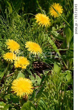 春の野草　タンポポ 76571045