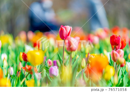 国営アルプスあづみの公園のカラフルなチューリップ　【長野県】 76571058