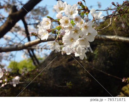 春の草木 76571071