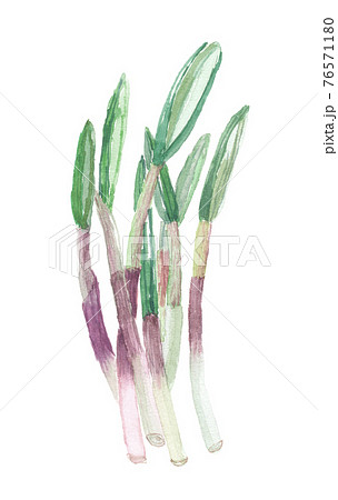 行者にんにく 行者にんにく 76571180