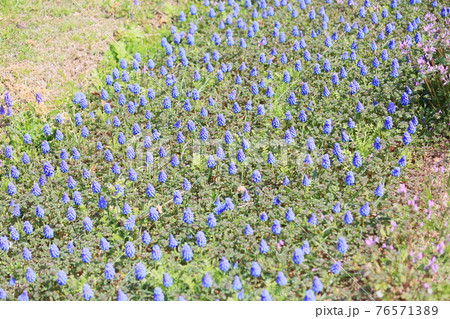 ムスカリの花 ムスカリの花 76571389