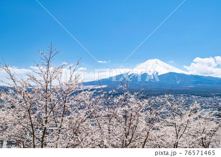 富士吉田市　新倉山浅間公園　富士山と桜 76571465