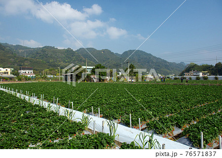 台湾 イチゴ いちご 76571837