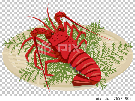 Spiny lobster in a colander (1 fish) Spiny lobster in a colander (1 fish) 76571903